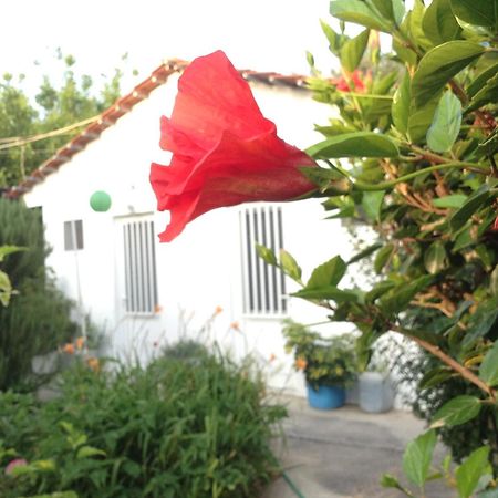 Pension Zoi Kolymbia Exteriör bild