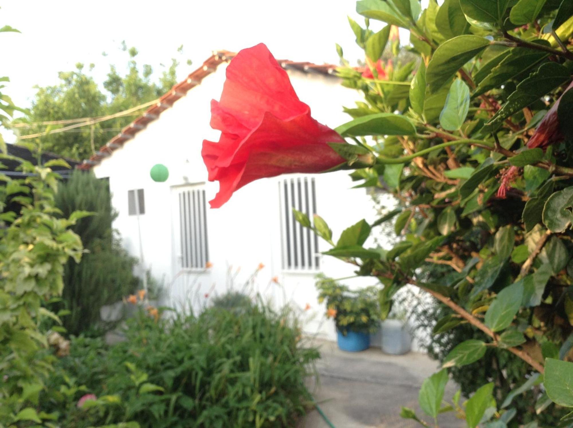 Pension Zoi Kolymbia Exteriör bild